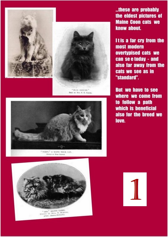 Maine Coon International The Breeds History In 9 Small Chapters